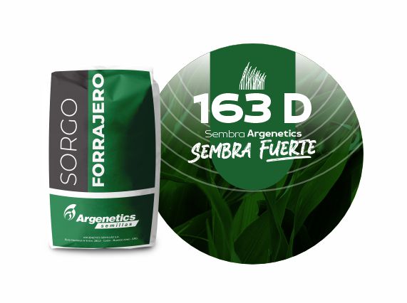 Sorgo 163 D
