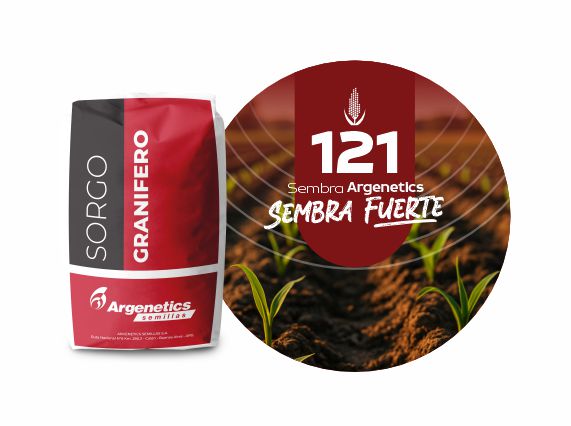 Sorgo 121