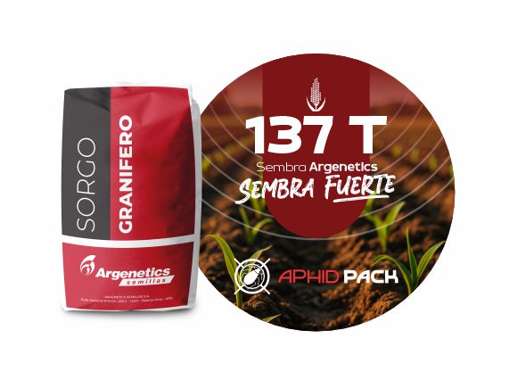 Sorgo 137 T