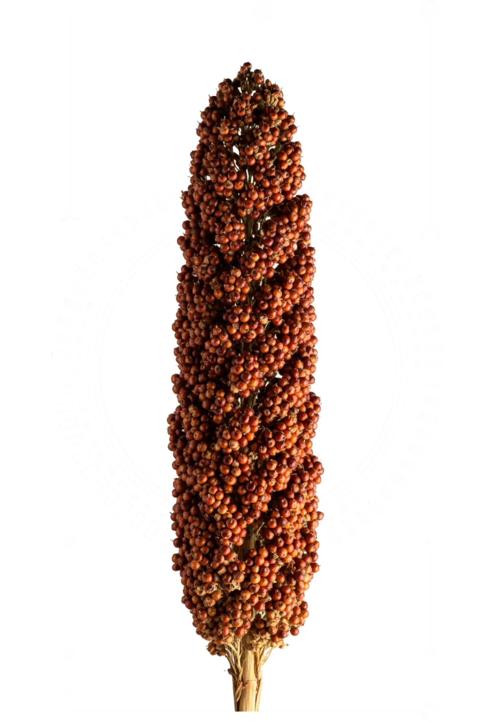 Panoja de Sorgo Argenetics